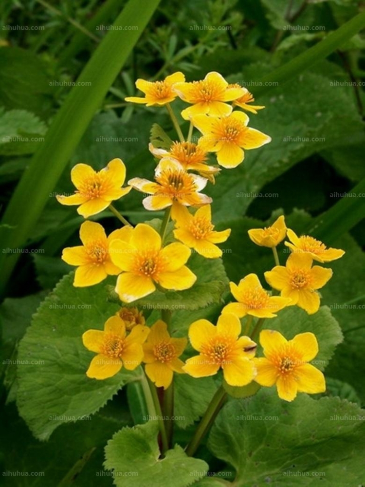 点击大图看下一张:驴蹄草图片