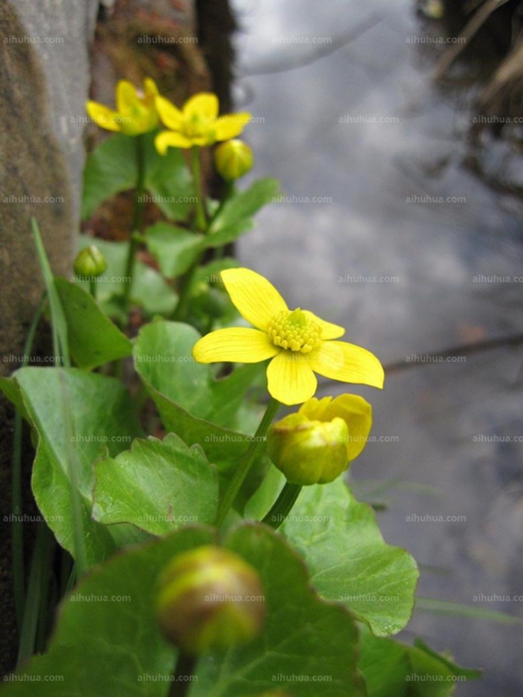 点击大图看下一张:驴蹄草图片