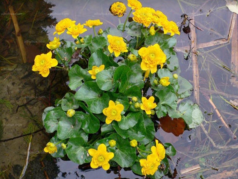 点击大图看下一张：驴蹄草图片