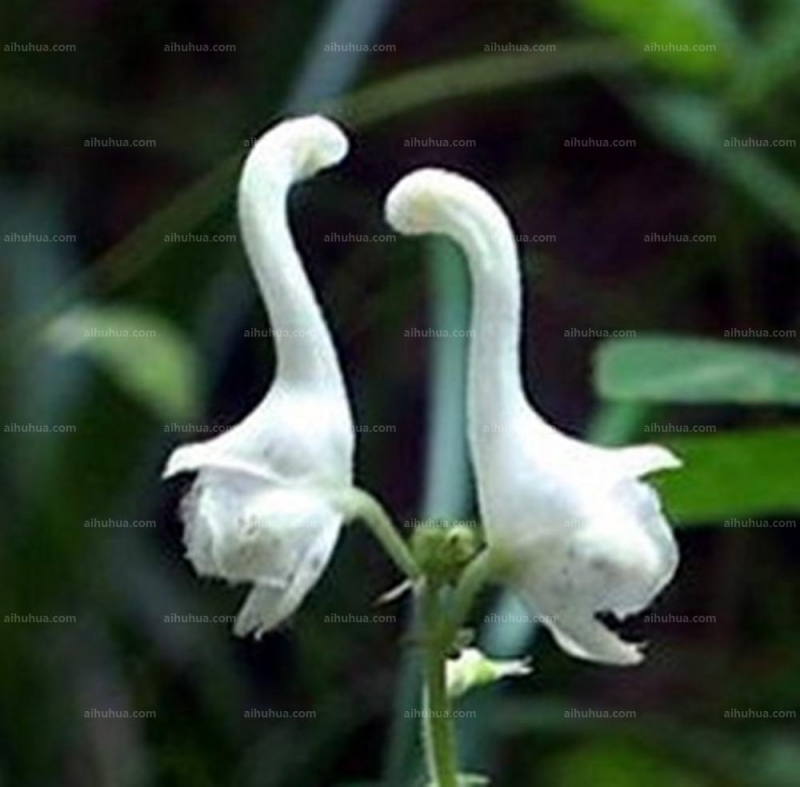 点击大图看下一张:拟两色乌头图片