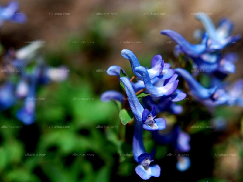 点击大图看下一张:拟两色乌头图片