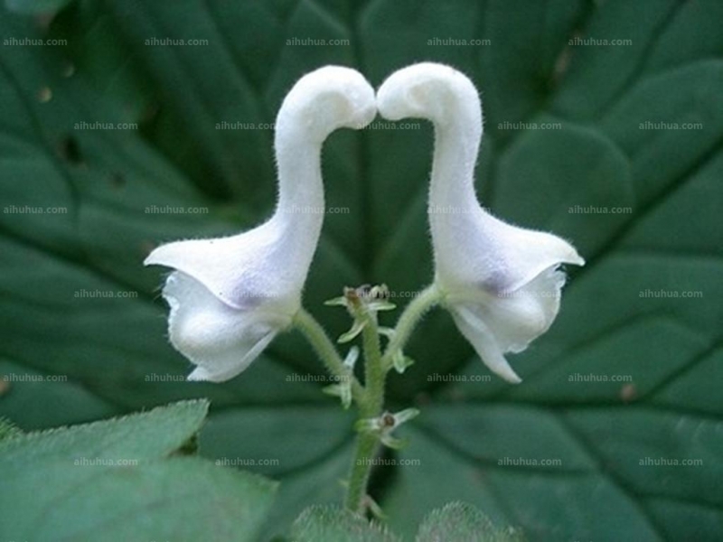 点击大图看下一张:拟两色乌头图片