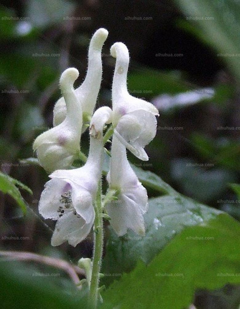 点击大图看下一张:拟两色乌头图片