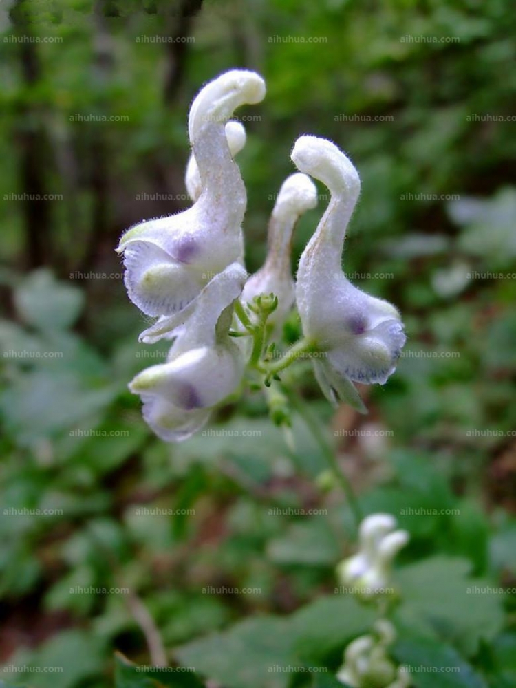 点击大图看下一张:拟两色乌头图片