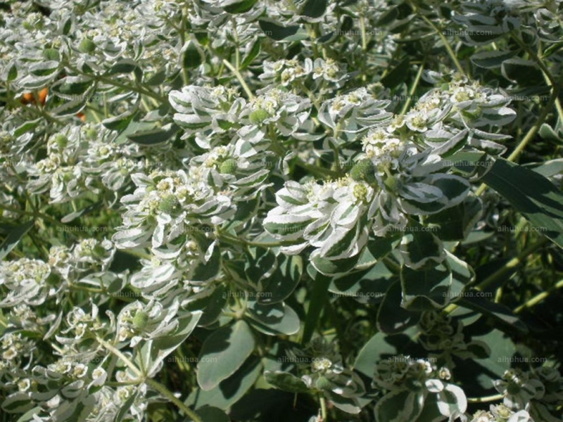 点击大图看下一张：银边翠图片