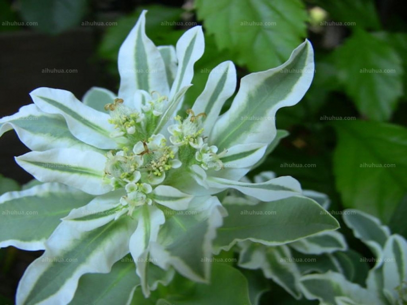 点击大图看下一张:银边翠图片