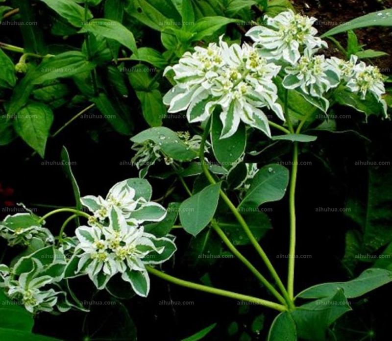 点击大图看下一张：银边翠图片