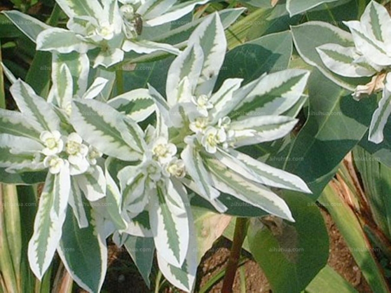 点击大图看下一张:银边翠图片