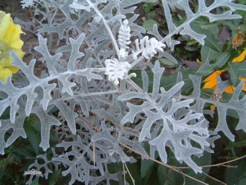 点击大图看下一张：银香菊图片