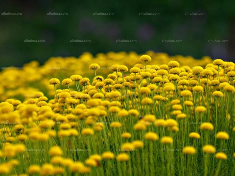 点击大图看下一张：银香菊图片