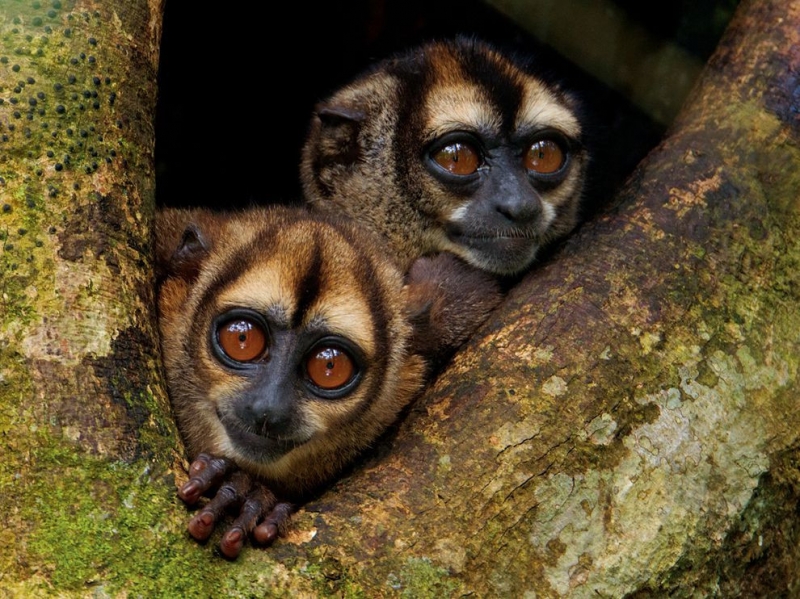 点击大图看下一张：巴西夜猴图片