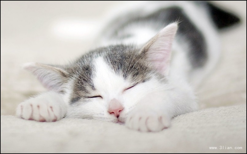 点击大图看下一张：沉睡的小猫咪图片