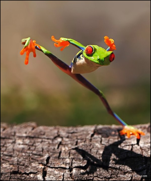 点击大图看下一张：充满个性青蛙照片图片