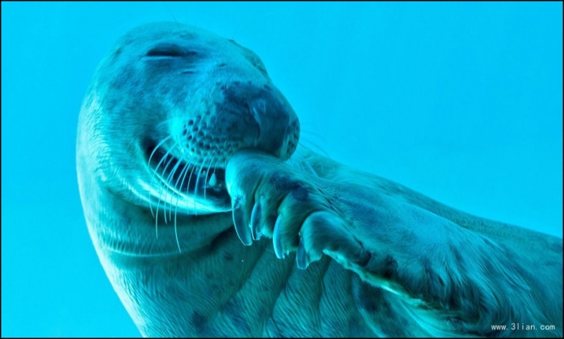 点击大图看下一张：海豹偷笑图片