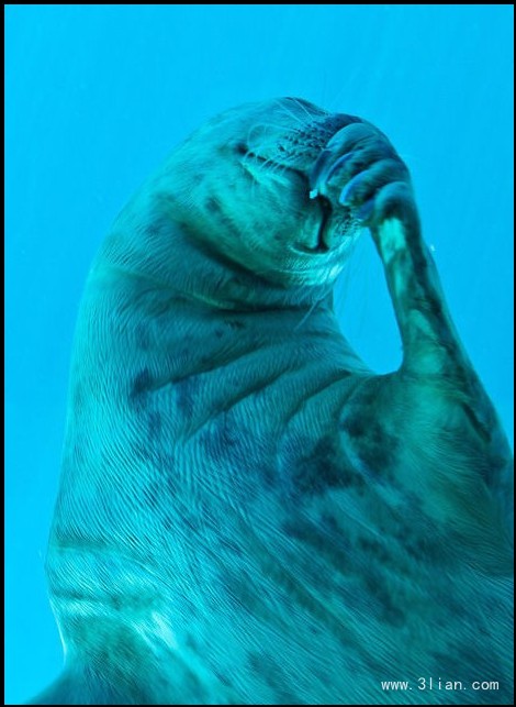 点击大图看下一张：海豹偷笑图片