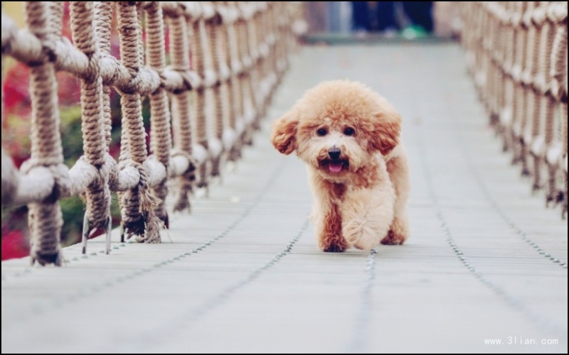 点击大图看下一张：泰迪犬图片