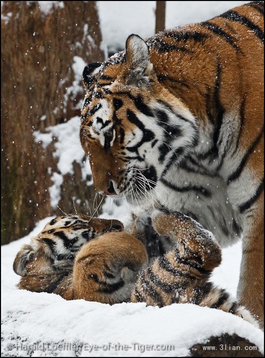 点击大图看下一张：再霸气的老虎也是萌货图片