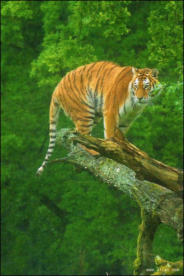 点击大图看下一张:再霸气的老虎也是萌货图片