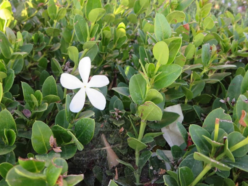 点击大图看下一张：大花假虎刺图片