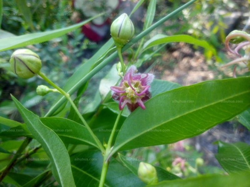 点击大图看下一张：杠柳图片