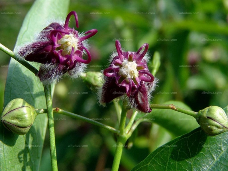 点击大图看下一张：杠柳图片