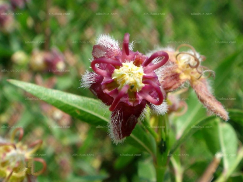 点击大图看下一张：杠柳图片