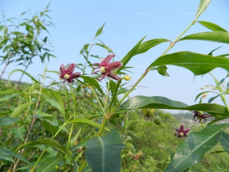 点击大图看下一张：杠柳图片