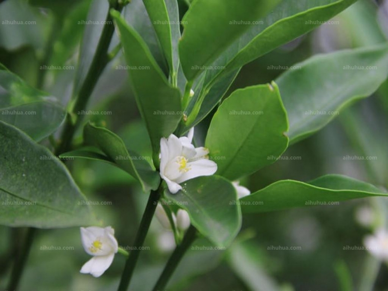 点击大图看下一张：金桔图片