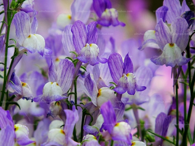 点击大图看下一张：柳穿鱼图片