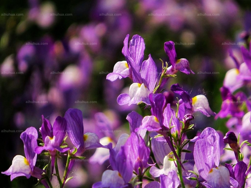 点击大图看下一张：柳穿鱼图片