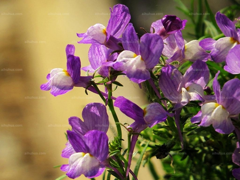 点击大图看下一张:柳穿鱼图片