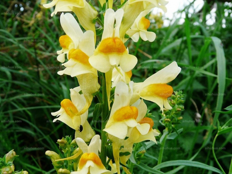 点击大图看下一张：柳穿鱼图片