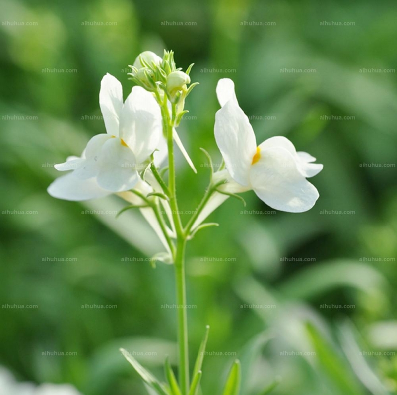 点击大图看下一张：柳穿鱼图片