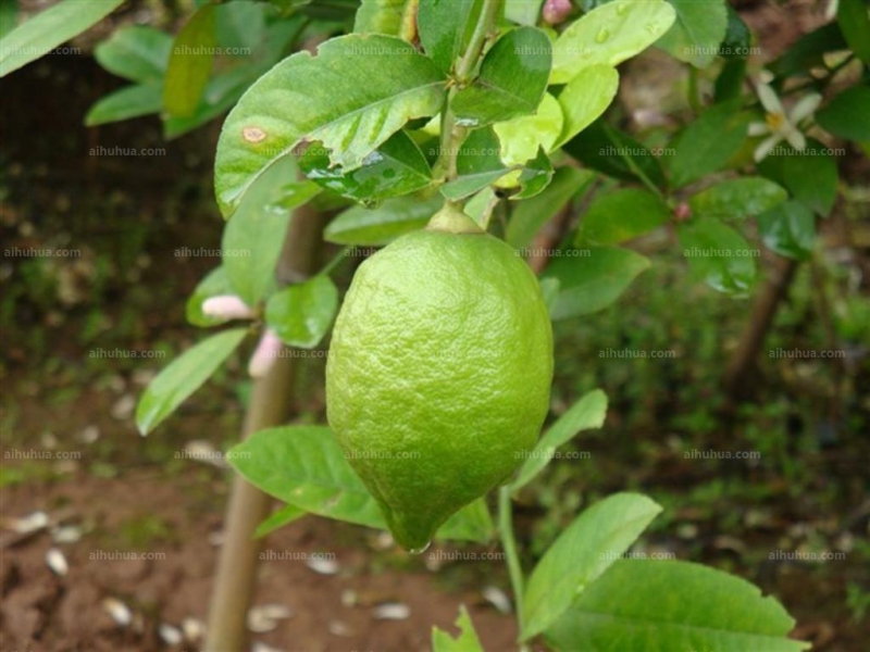 点击大图看下一张：柠檬图片