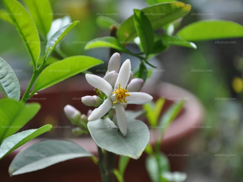 点击大图看下一张：柠檬图片