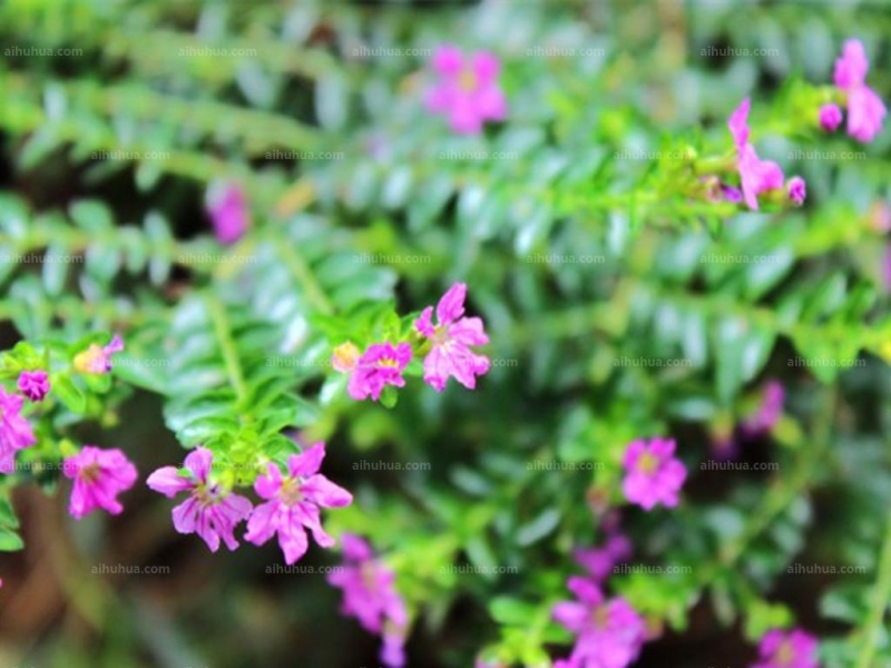 点击大图看下一张：雪茄花图片