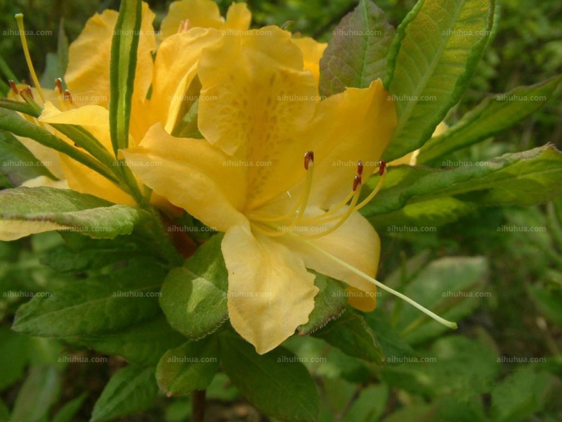 点击大图看下一张:羊踯躅图片