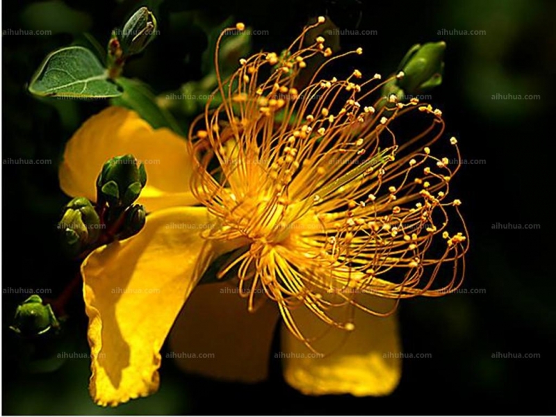 点击大图看下一张:羊踯躅图片