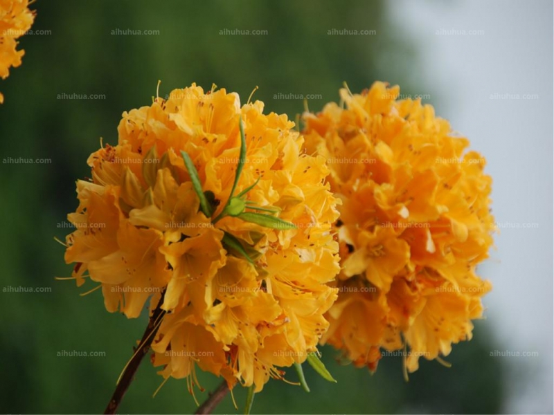 点击大图看下一张：羊踯躅图片