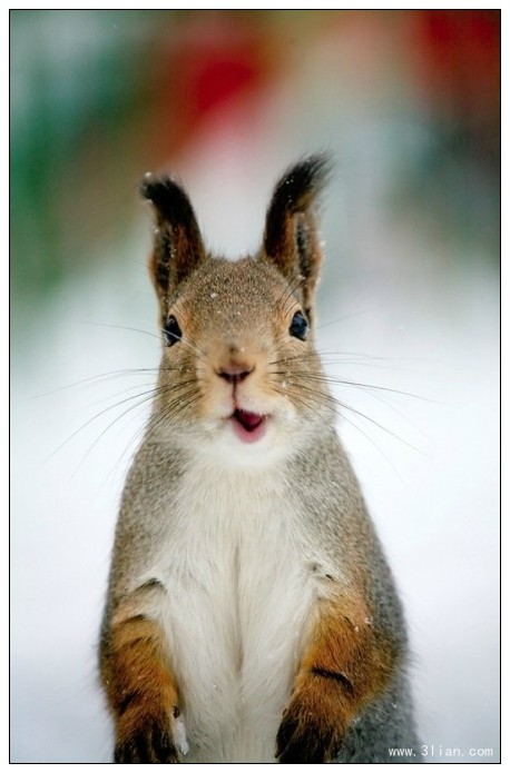 点击大图看下一张：超萌的松鼠图片