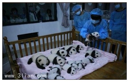 点击大图看下一张：成都新出生熊猫宝宝图片