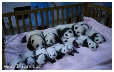 点击大图看下一张：成都新出生熊猫宝宝图片