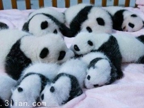 成都新出生熊猫宝宝图片