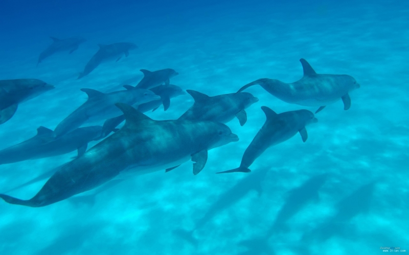点击大图看下一张：海之精灵-海豚图片