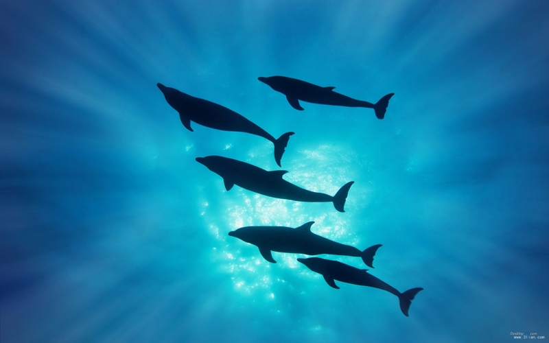 点击大图看下一张：海之精灵-海豚图片