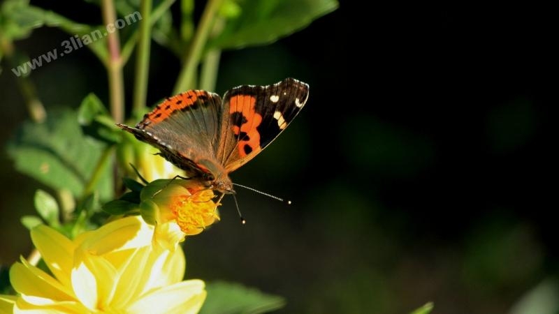 点击大图看下一张：花蝴蝶图片