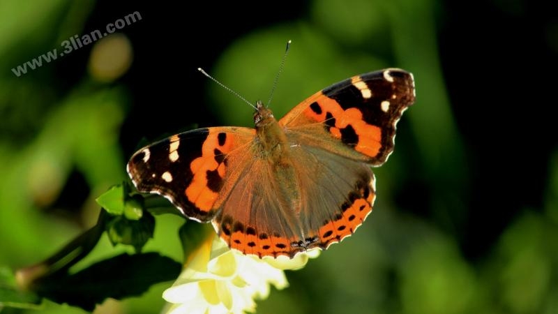 点击大图看下一张：花蝴蝶图片