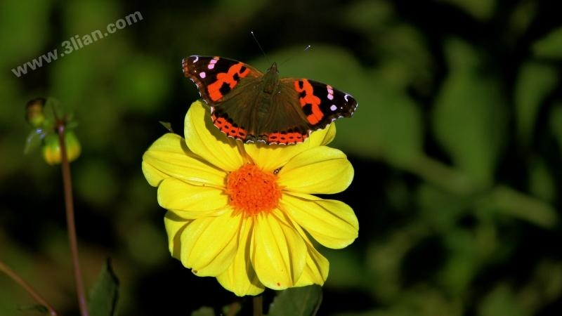 点击大图看下一张：花蝴蝶图片