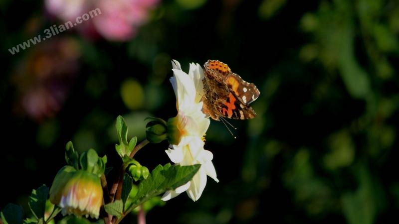 点击大图看下一张：花蝴蝶图片