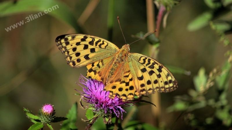 点击大图看下一张：花蝴蝶图片